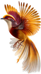 Obraz premium cardinal on a branch isolated