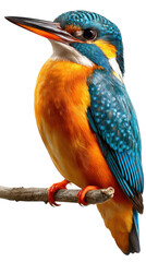 Fototapeta premium lilac breasted roller