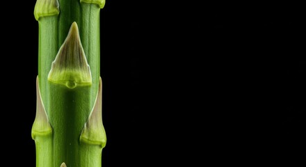Detailed macro close up of a fresh vibrant green asparagus spear stalk