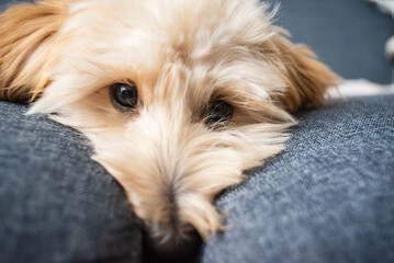 Puppy's intense stare in a close-up portrait while resting indoors.