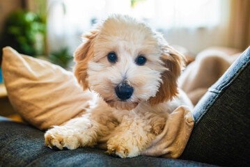 Adorable miniature Malipoo (Moodle) puppy relaxing on a sofa cushion indoors.