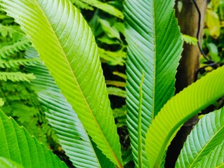 Fresh green leaves with water droplets in natural outdoor setting