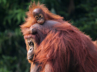 Baby Bornean Orang Utan hugging mother with affection and love while playing outdoor.