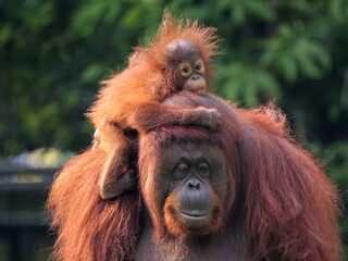 Baby Bornean Orang Utan hugging mother with affection and love while playing outdoor.