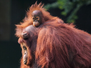 Baby Bornean Orang Utan hugging mother with affection and love while playing outdoor.