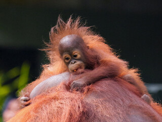 Baby Bornean Orang Utan hugging mother with affection and love while playing outdoor.