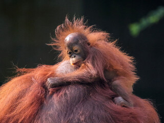 Baby Bornean Orang Utan hugging mother with affection and love while playing outdoor.