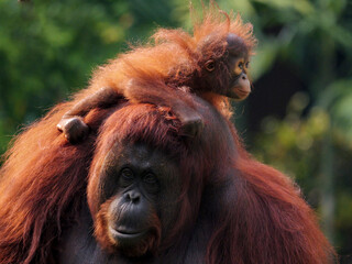 Baby Bornean Orang Utan hugging mother with affection and love while playing outdoor.