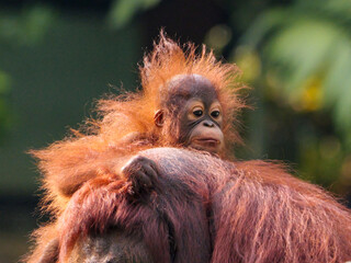 Baby Bornean Orang Utan hugging mother with affection and love while playing outdoor.