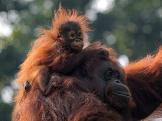 Baby Bornean Orang Utan hugging mother with affection and love while playing outdoor.