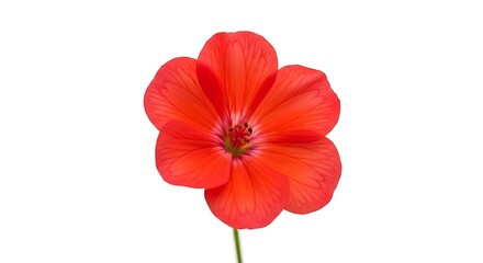 Naklejka premium Vibrant Red Flower Close-up.