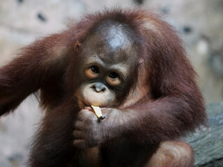 Baby Bornean Orang Utan Kalimantan enjoying meals and looking at camera. The Bornean orangutan, Pongo pygmaeus, is a species of orangutan native to the island of Borneo. 