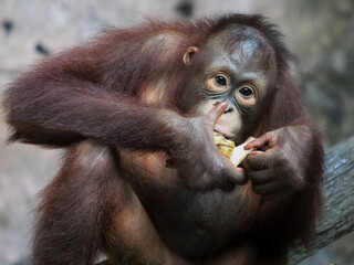 Baby Bornean Orang Utan Kalimantan enjoying meals and looking at camera. The Bornean orangutan, Pongo pygmaeus, is a species of orangutan native to the island of Borneo. 
