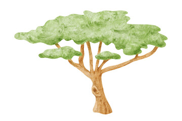 Umbrella thorn acacia tree watercolor illustration isolated on white. African savannah green plant hand drawn clip art for kids safari designs. Colorful Zimbabwe nature in childish drawing style