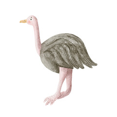 Simple ostrich kids drawing illustration isolated on white. African savannah bird clip art in childish style for nursery and baby room designs. Safari fauna sketch in gray and pastel pink colors