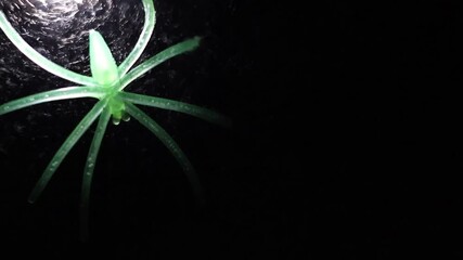 Un primer plano de una araña de color verde fosforescente en una telaraña con una luz blanca en un fondo negro. Feliz día de Halloween - Powered by Adobe