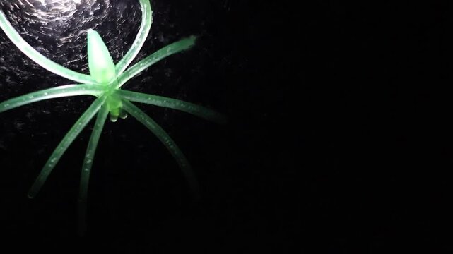 Un primer plano de una ara&ntilde;a de color verde fosforescente en una telara&ntilde;a con una luz blanca en un fondo negro. Feliz d&iacute;a de Halloween