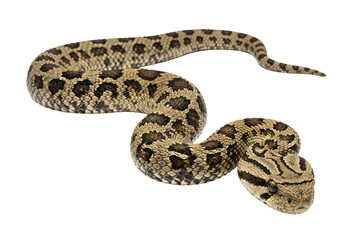 Fototapeta premium A detailed shot of a venomous snake, exhibiting its intricate scales and patterns against a black background.