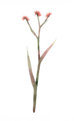 Watercolor Kangaroo Paw Flower Illustration Isolated on a White Background