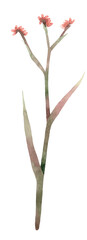 Watercolor Kangaroo Paw Flower Illustration Isolated on a Transparent Background