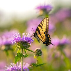 Butterfly on a flower in a field at sunset