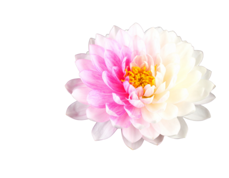 Elegant pink lotus flower on a sleek black base (2)