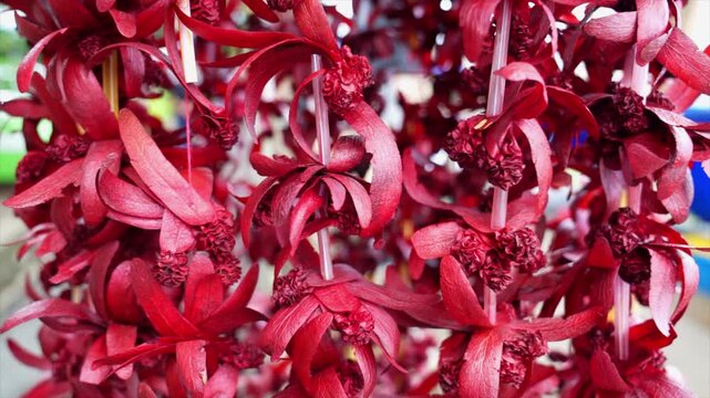 Dipterocarpus intricatus seeds are strung into bright red garlands.