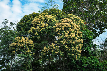 Abundance of Mango Blossoms Signaling the Coming Fruit Season