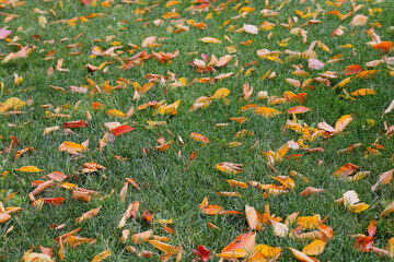 Autumn background. Fallen leaves on a green lawn.