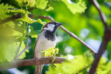 Sparrow in the branches of grapes.