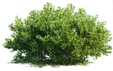 Obraz premium Lush green shrub isolated on white (1)