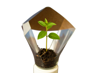 Green plant growing from energy saving lam