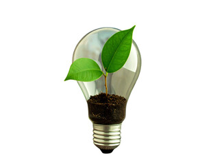reen plant growing from energy saving lamp