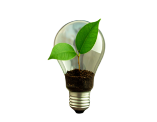 reen plant growing from energy saving lamp