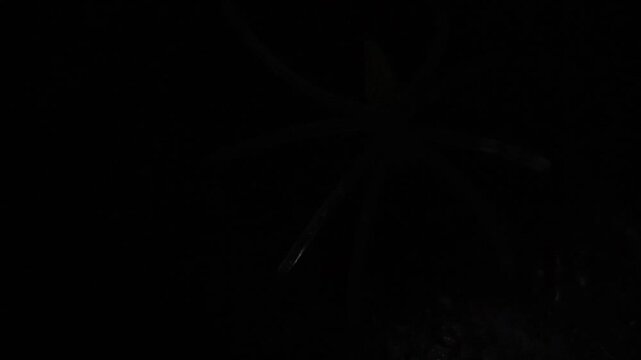 Un primer plano de una ara&ntilde;a de color verde fosforescente en una telara&ntilde;a con una luz blanca en un fondo negro. Feliz d&iacute;a de Halloween