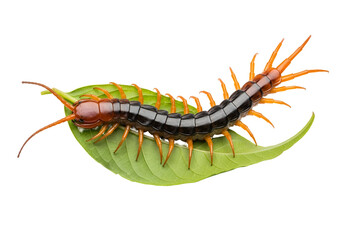 Fototapeta premium A close-up of a giant centipede resting on a vibrant green leaf against a black background, showcasing its segmented body with striking orange and black markings.