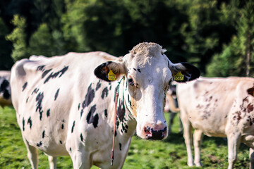 Montañas y praderas / Mountains & Meadows / Berge und Wiesen – carreteras alpinas con vacas al borde.