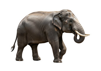 Obraz premium Full profile view of a majestic elephant, presented against a striking black backdrop.