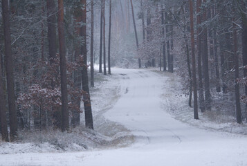 zimowa droga przez las