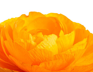 Orange marigold flowers isolated on transparent background, flower isolated Photo sum
