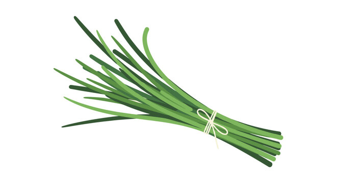 A bunch of fresh green chives tied with a string, presented as a detailed SVG vector illustration, isolated on a transparent background for cooking.