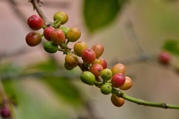 Cultivated with passion and care, they carry the aroma and rich history of Peruvian coffee culture. Rodriguez de Mendoza Peru