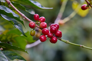 Cultivated with passion and care, they carry the aroma and rich history of Peruvian coffee culture. Rodriguez de Mendoza Peru