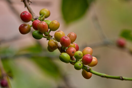 Cultivated with passion and care, they carry the aroma and rich history of Peruvian coffee culture. Rodriguez de Mendoza Peru