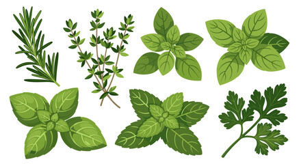 Vector illustration SVG of common culinary herbs: rosemary, thyme, mint, basil, parsley, for cooking and seasoning. Isolated on transparent background.