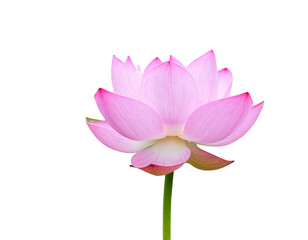 _Pure and fresh lotus