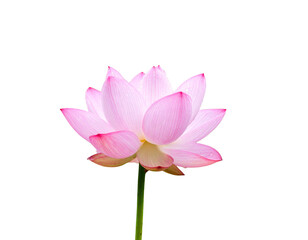 Pure and fresh lotus