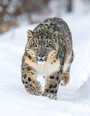 Fototapeta premium Snow Leopard in Snowy Landscape.