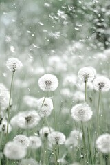 Obraz premium White Dandelions Field With Soft Green Background