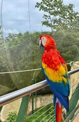 red and yellow macaw